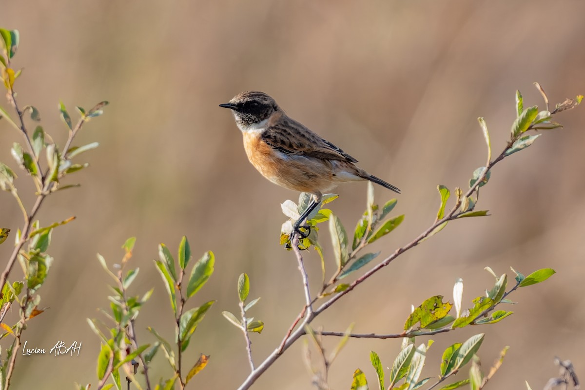 Schwarzkehlchen - ML646068333