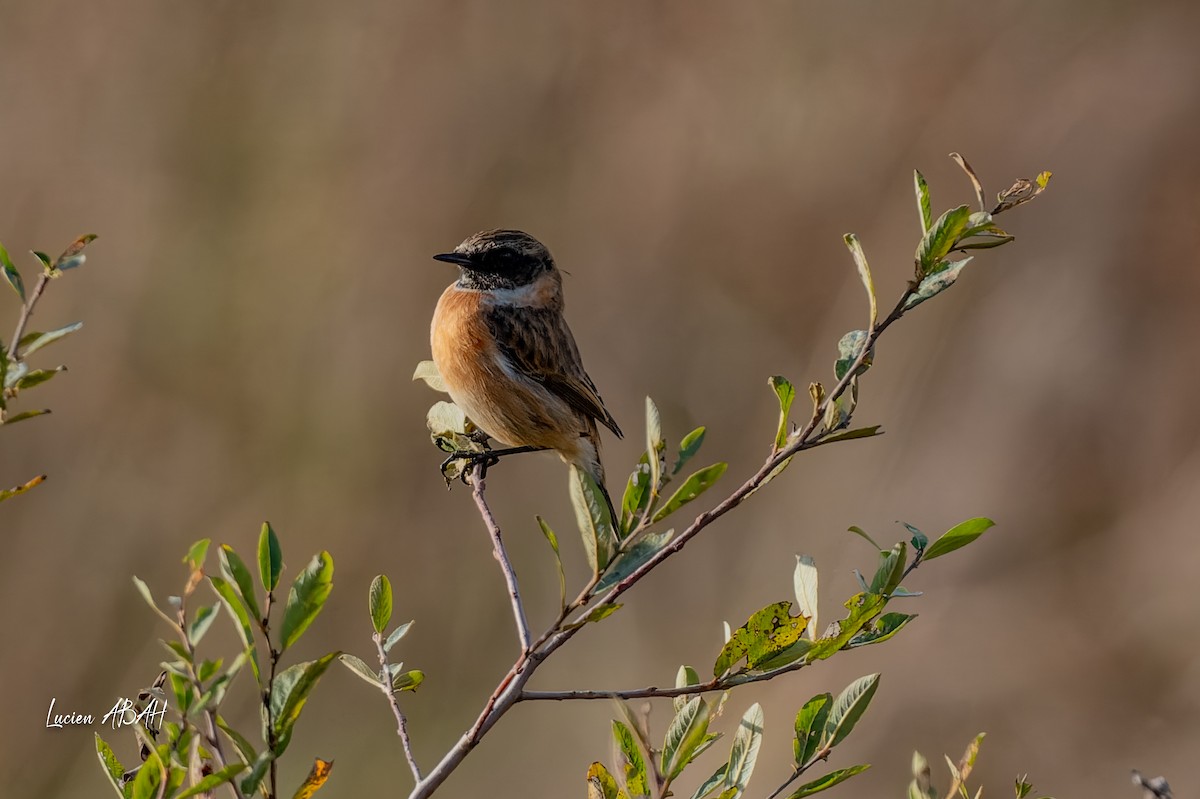 Schwarzkehlchen - ML646068336