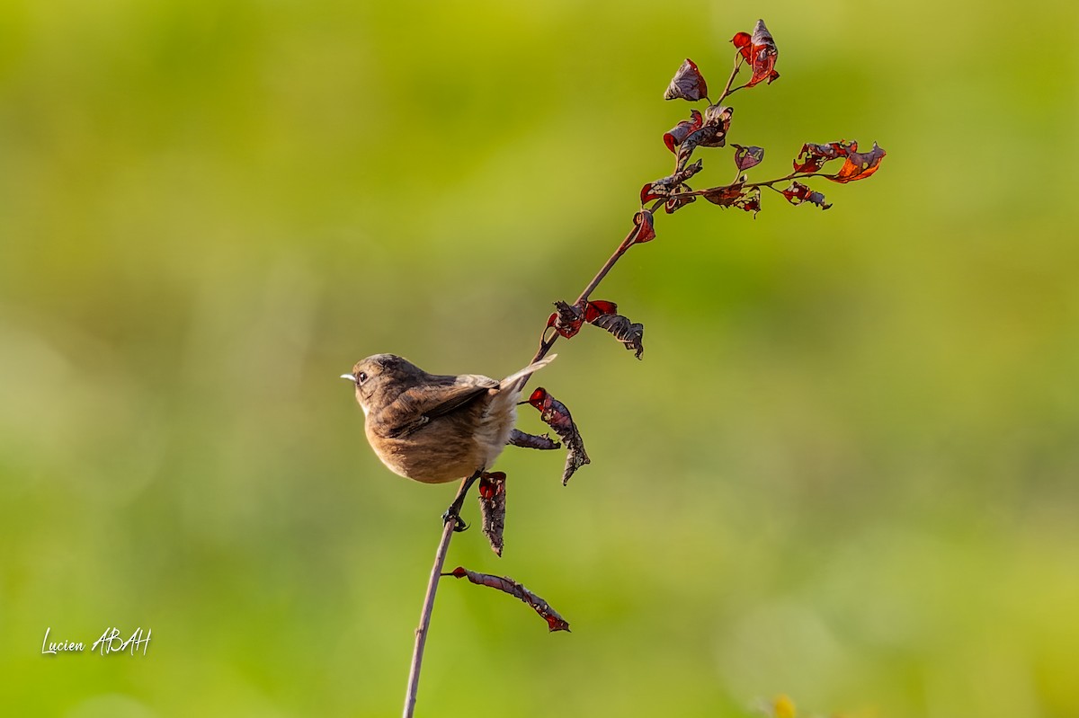 Schwarzkehlchen - ML646068337