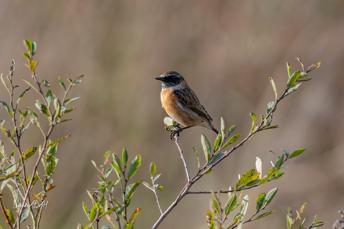 Schwarzkehlchen - ML646068338