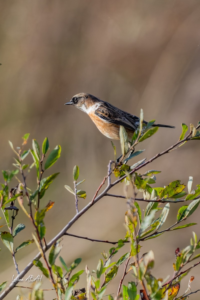 Schwarzkehlchen - ML646068339