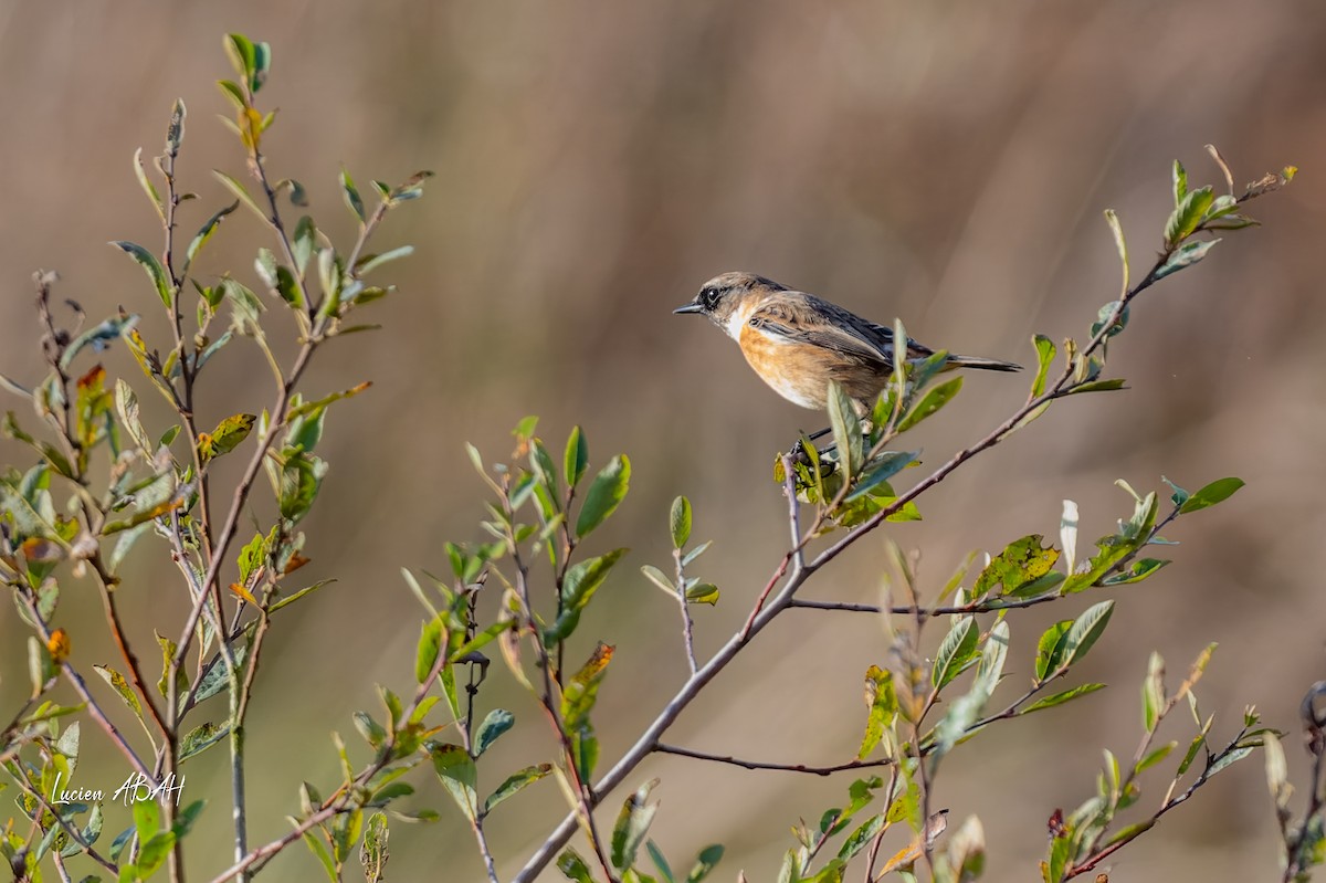 Schwarzkehlchen - ML646068340