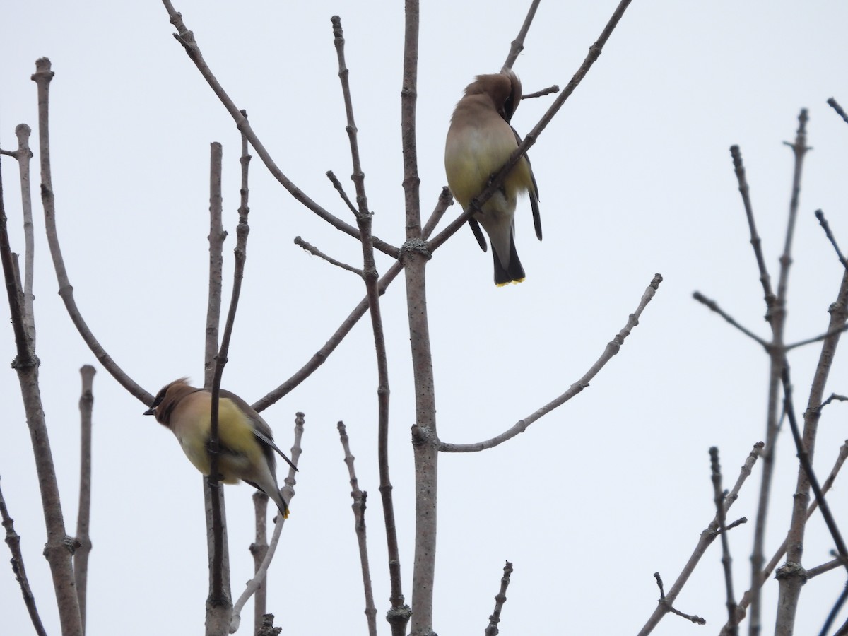 ヒメレンジャク - ML646068344