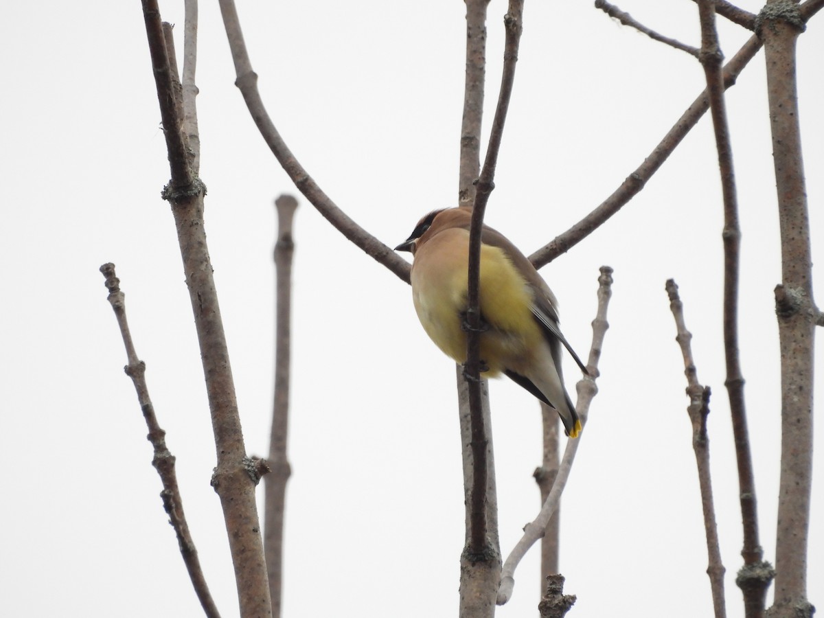 ヒメレンジャク - ML646068351