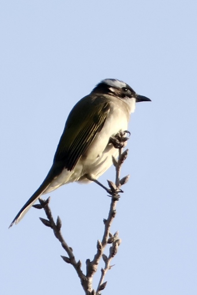 Light-vented Bulbul - ML646068352