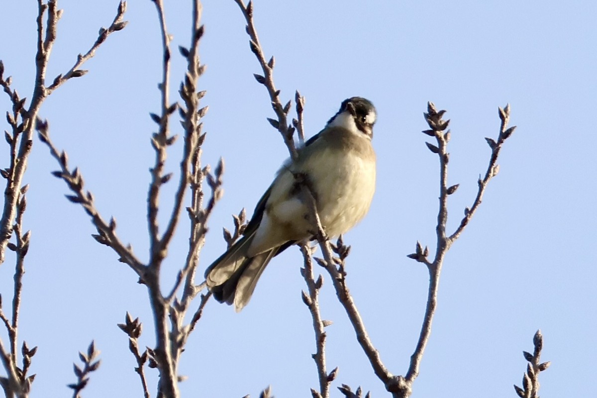 Light-vented Bulbul - ML646068353
