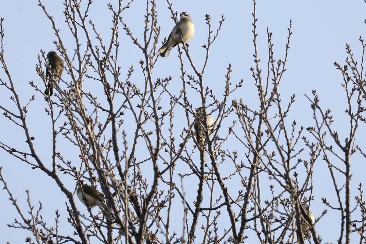 Light-vented Bulbul - ML646068354