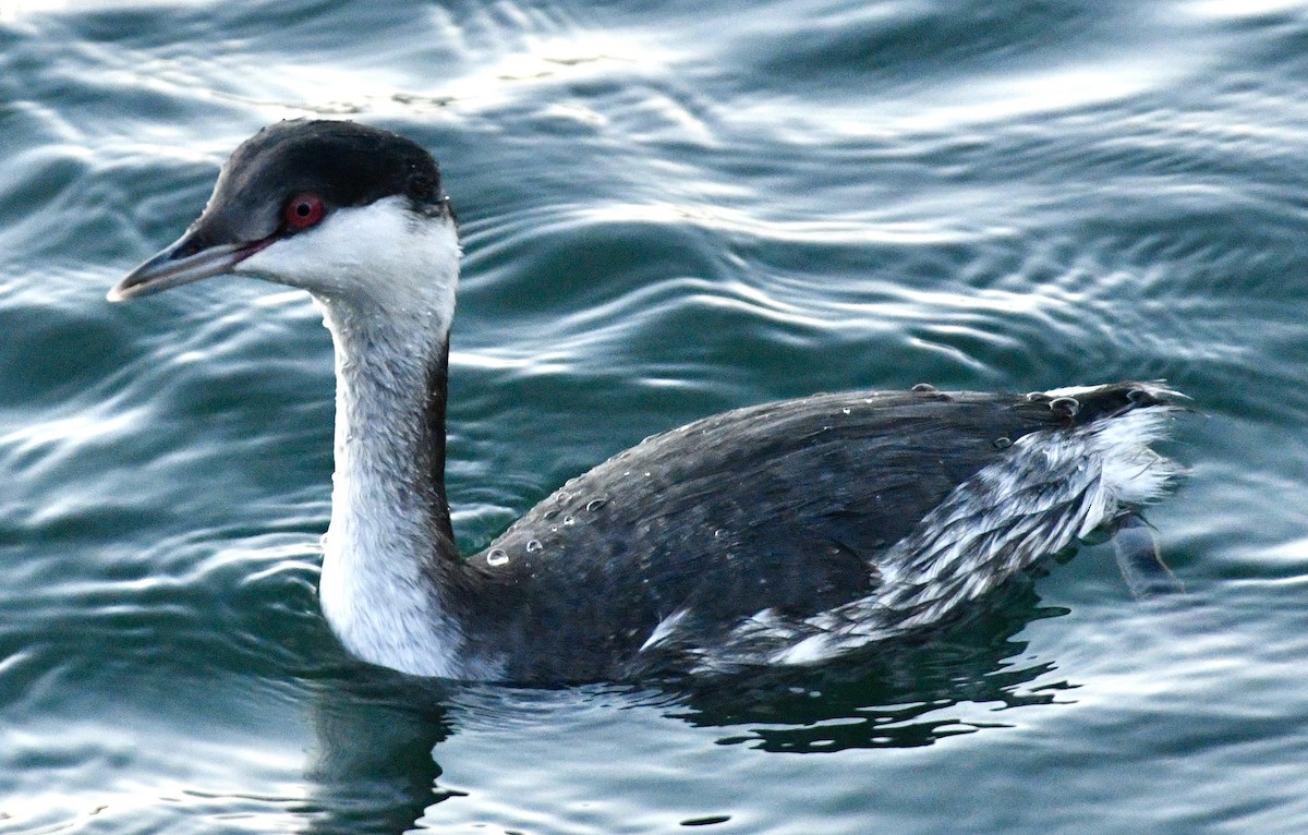 Horned Grebe - ML646068367