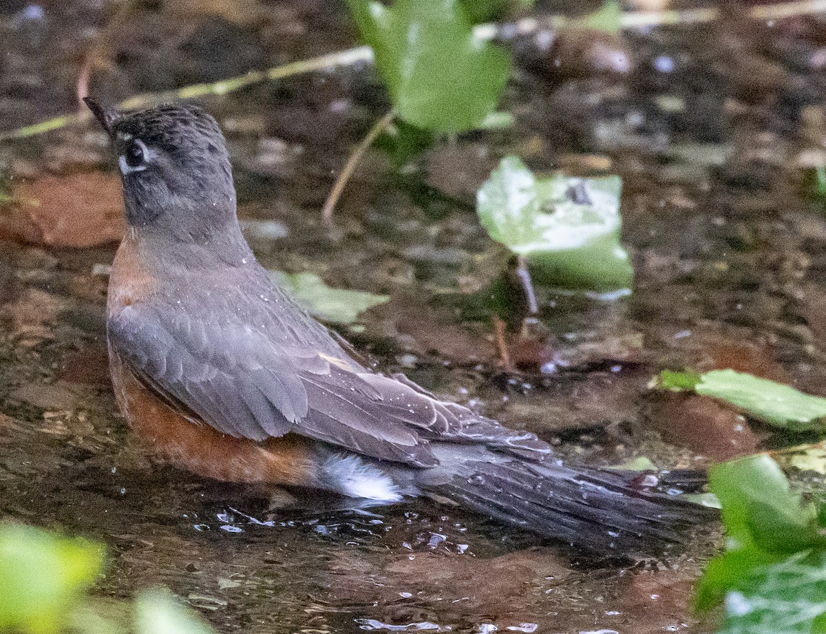 American Robin - ML646068378