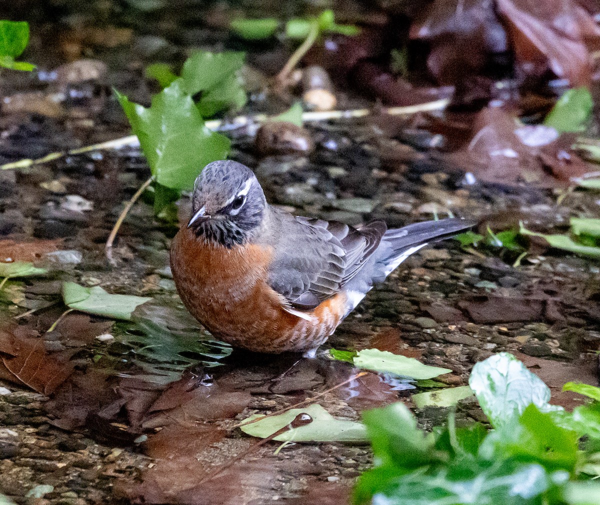 American Robin - ML646068379