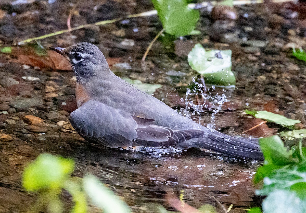 American Robin - ML646068380