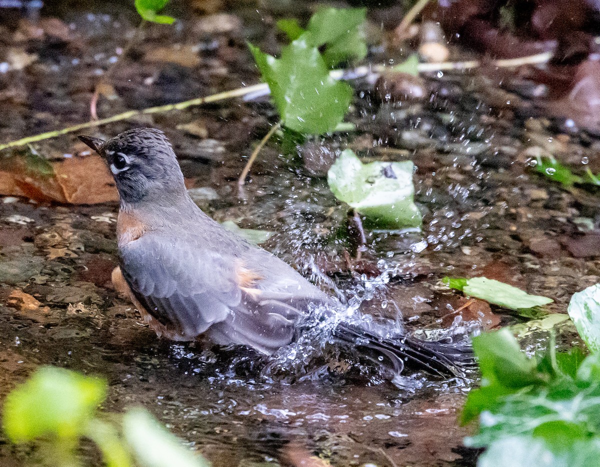 American Robin - ML646068381