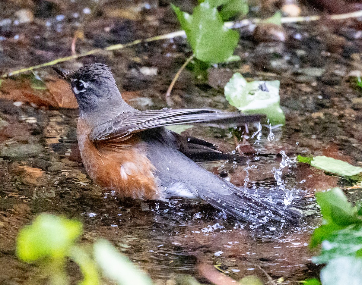 American Robin - ML646068382