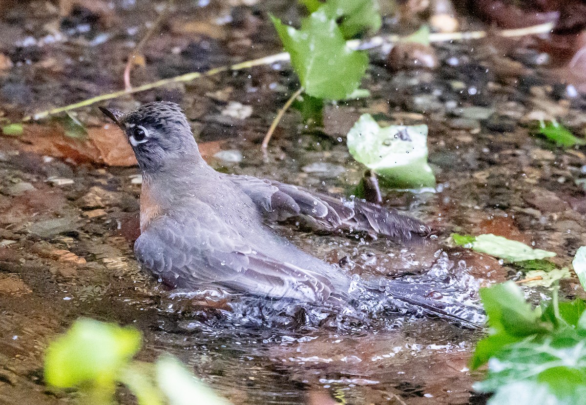 American Robin - ML646068383
