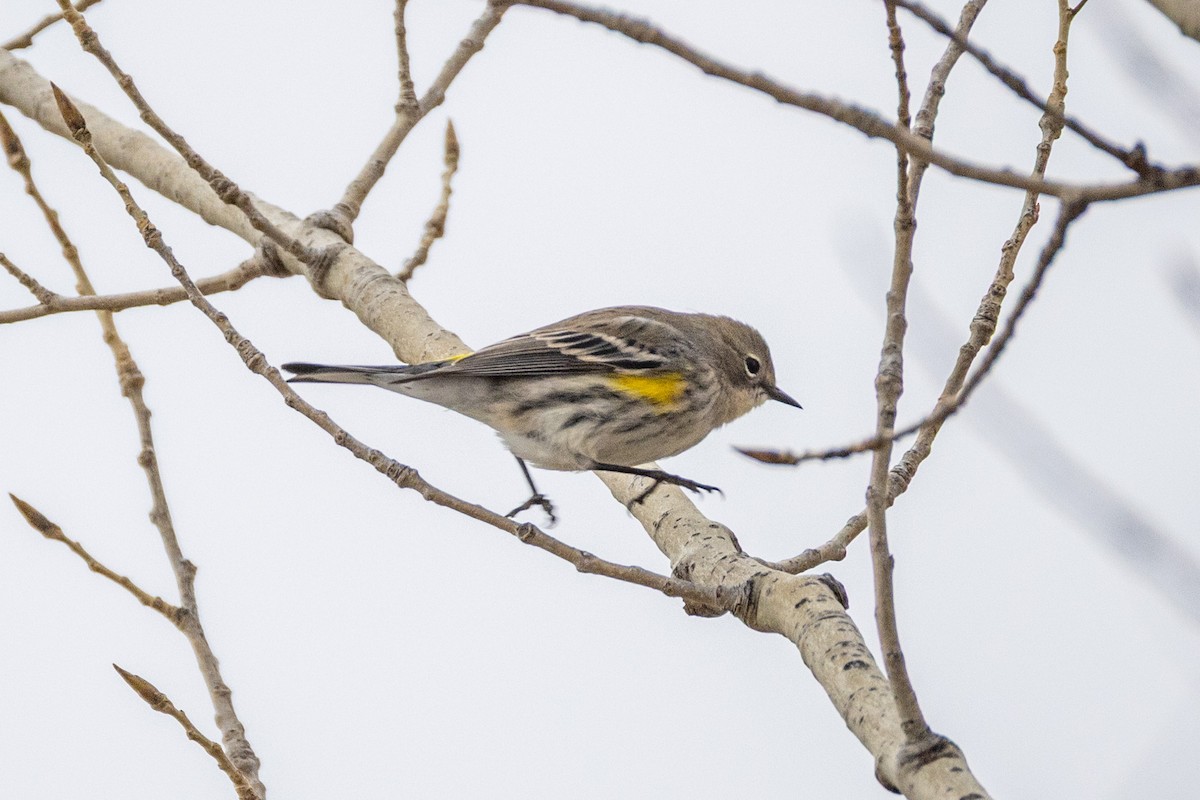 Yellow-rumped Warbler - ML646068394