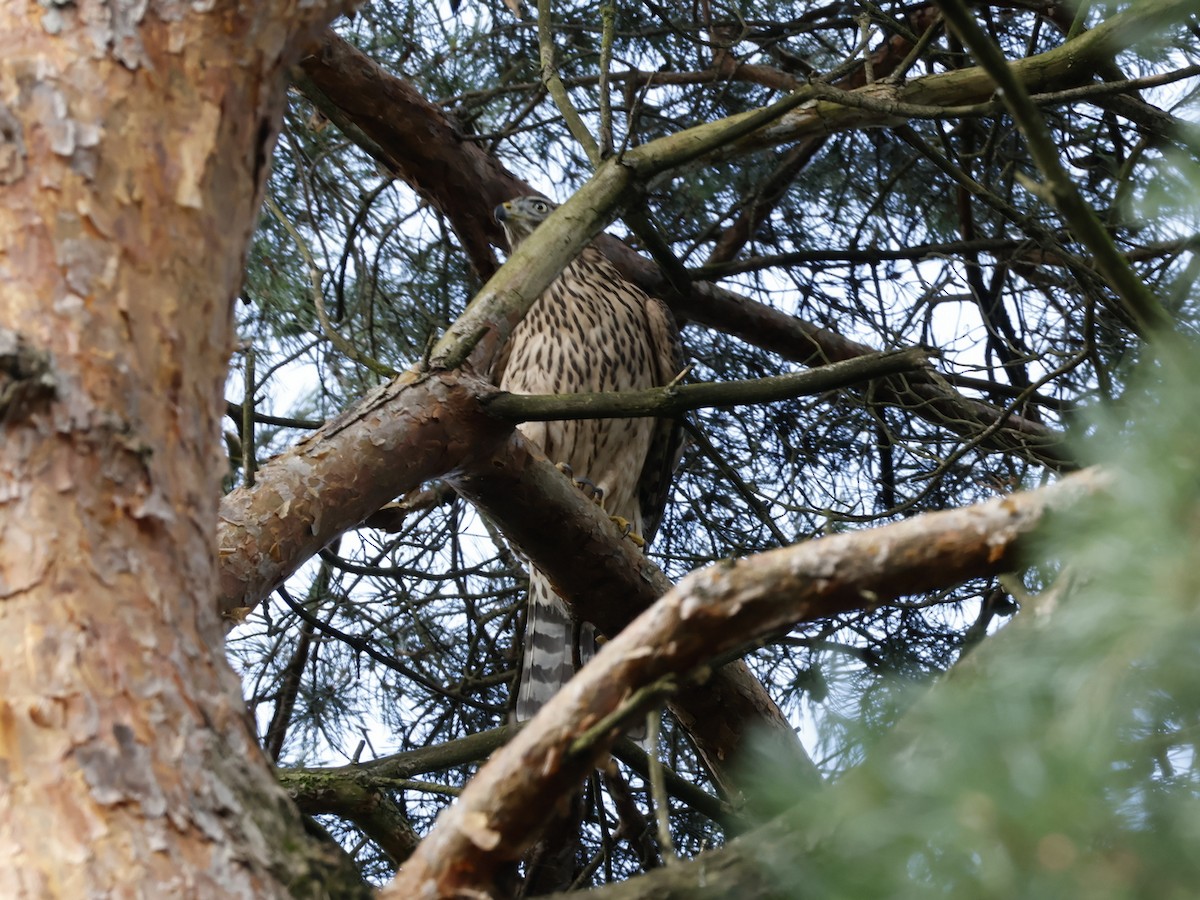 オオタカ - ML646068403