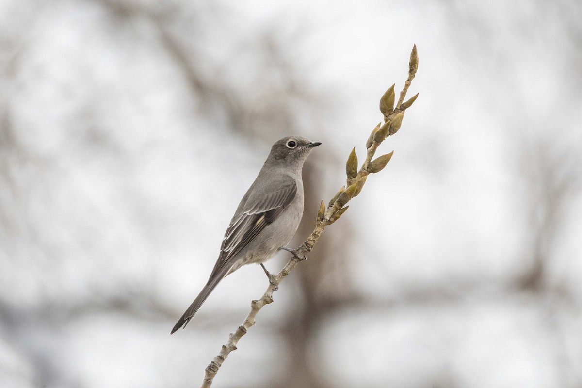 Townsend's Solitaire - ML646068412