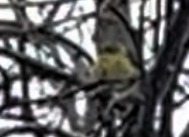 Tennessee Warbler - ML646068416