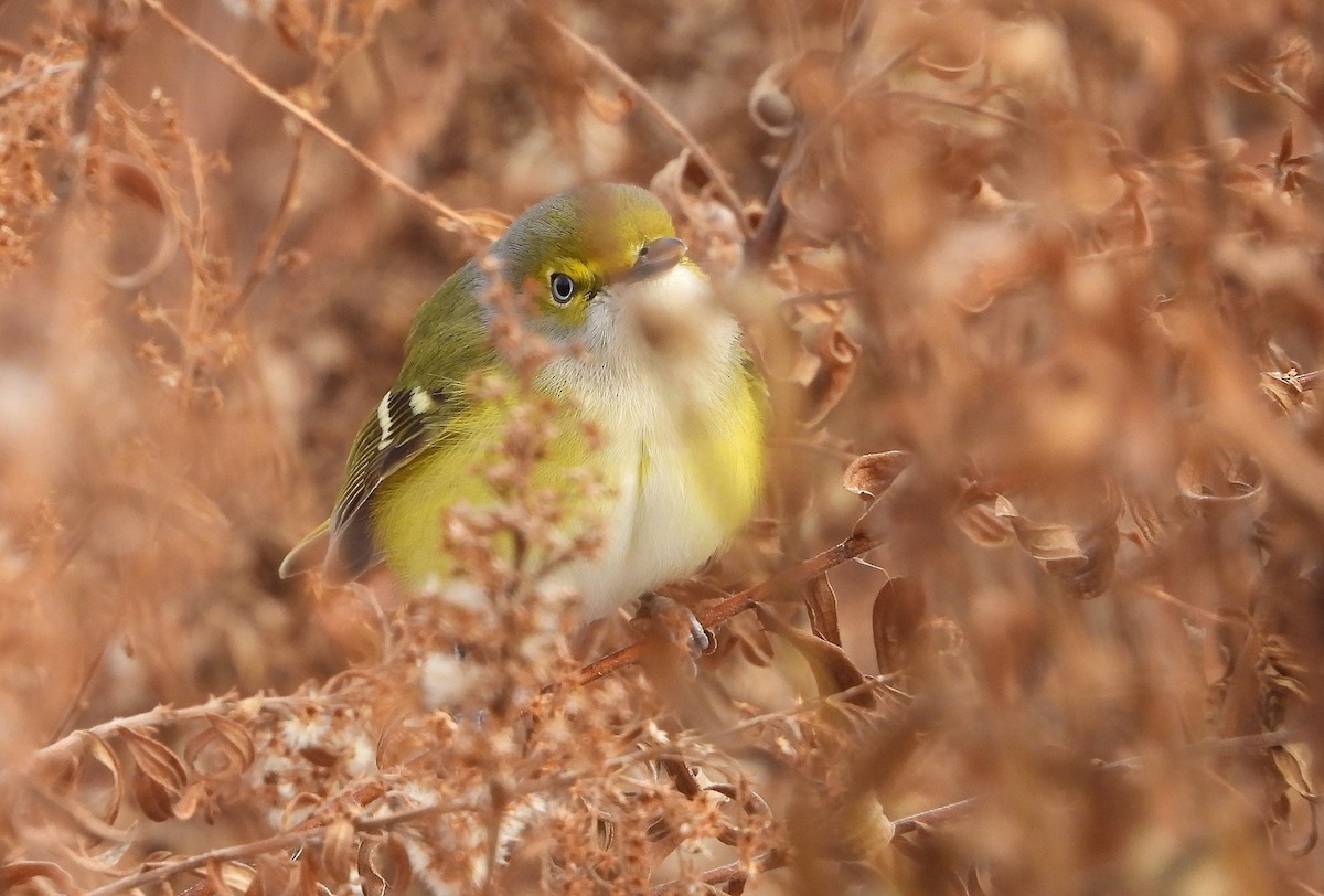 White-eyed Vireo - ML646068429