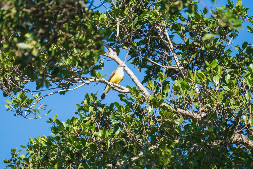 tyran západní - ML646068443