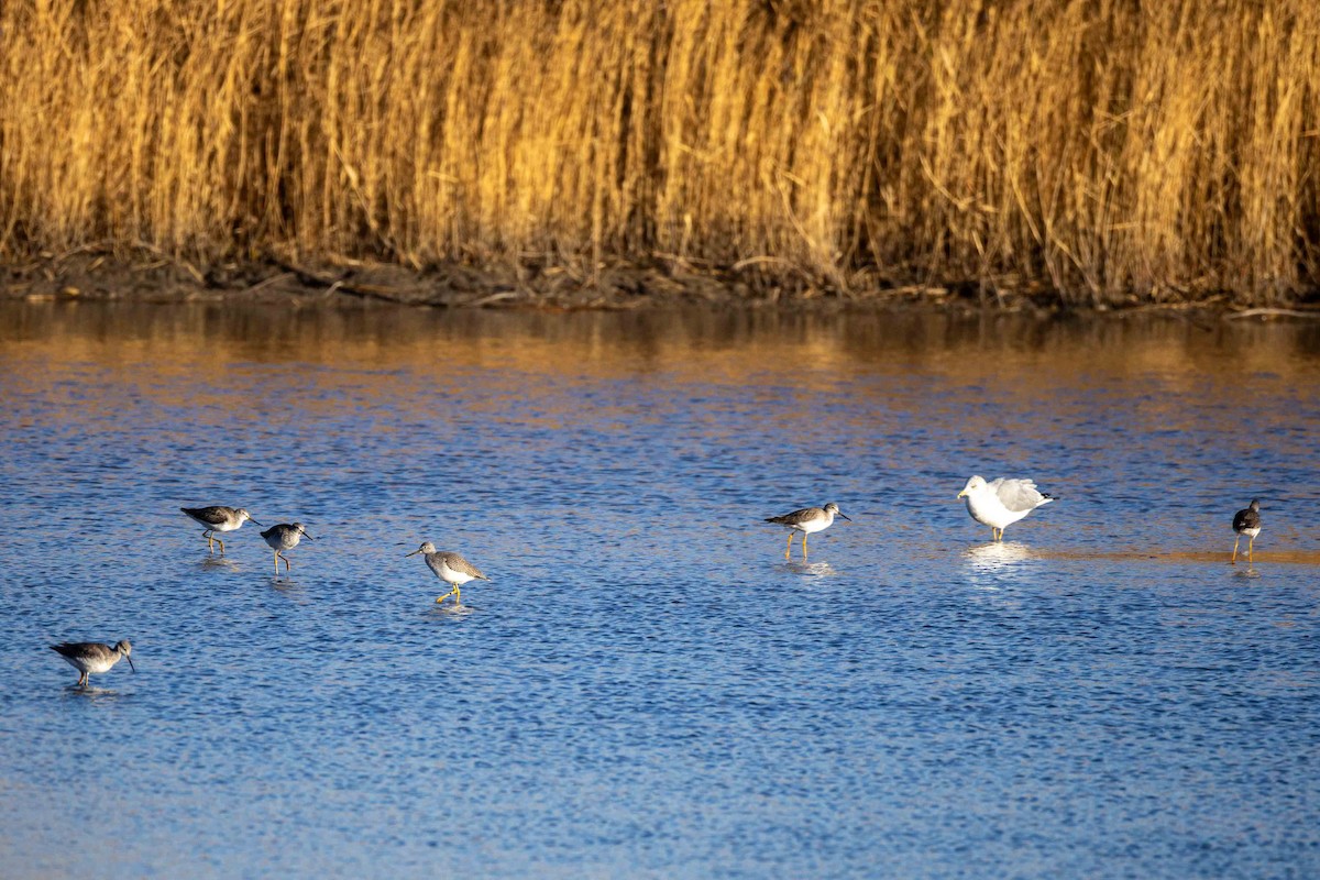 Greater Yellowlegs - ML646068457