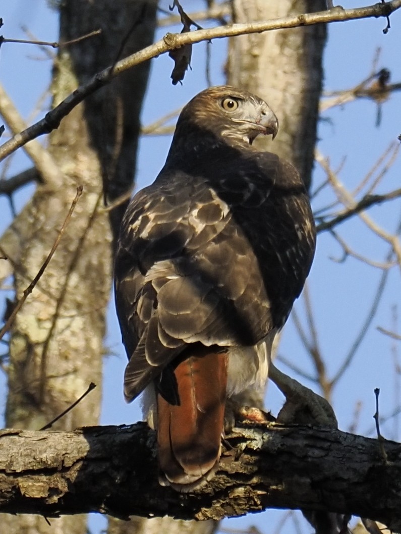 アカオノスリ - ML646068463