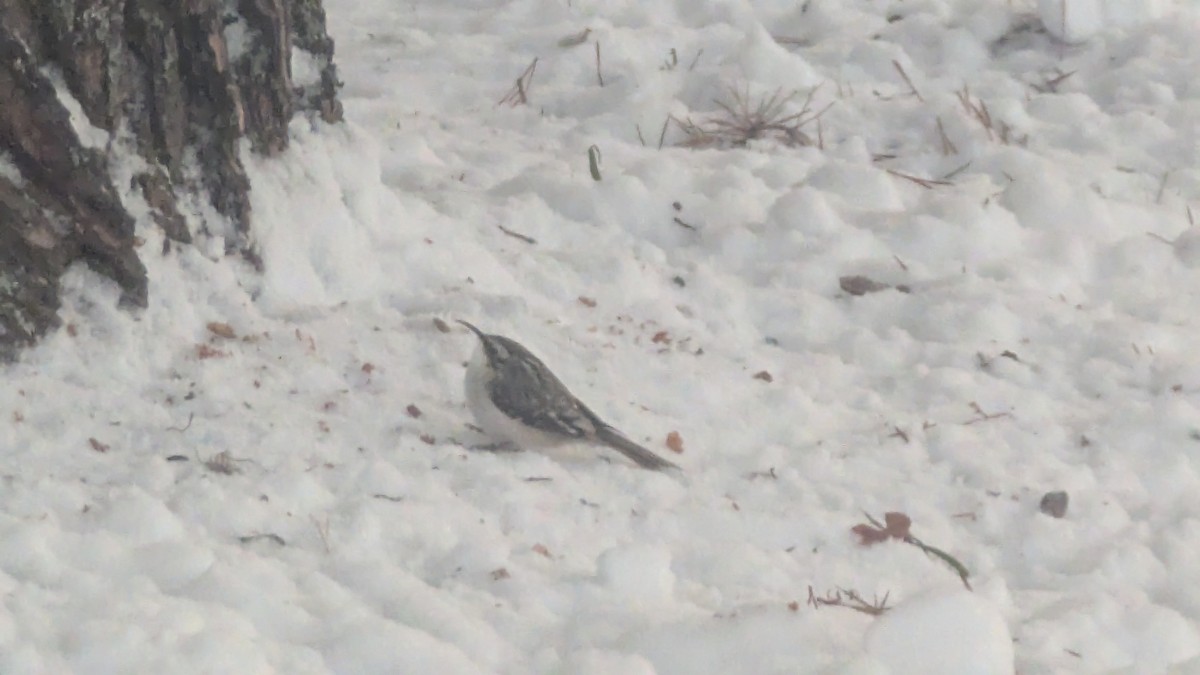 Brown Creeper - ML646068467
