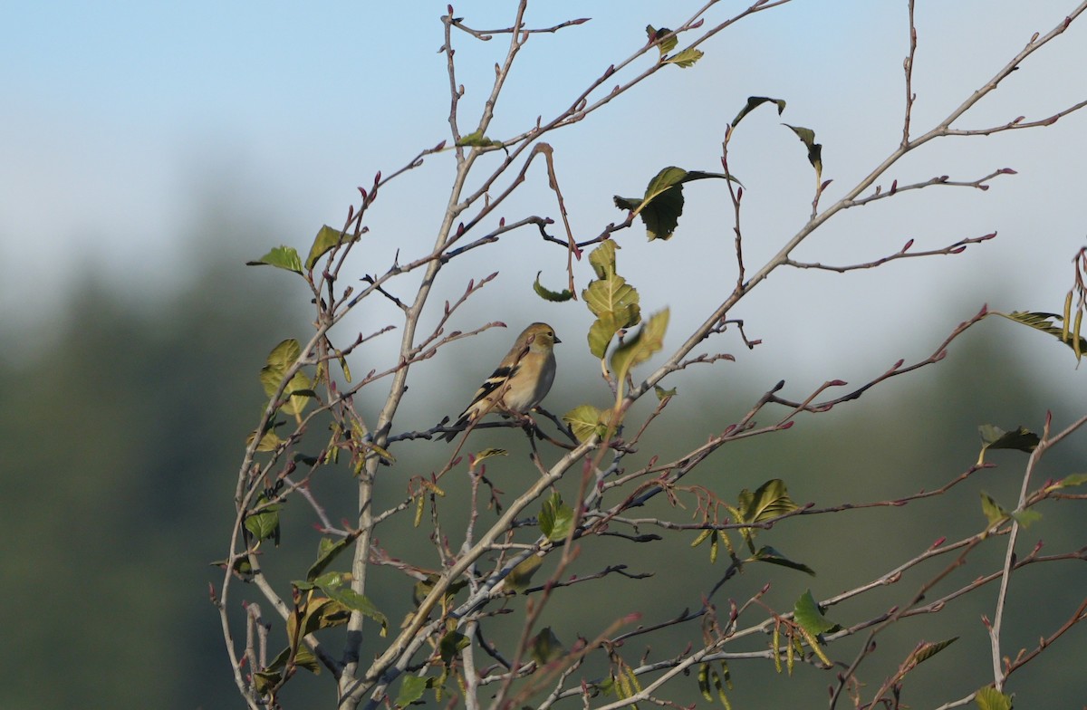 American Goldfinch - ML646068477