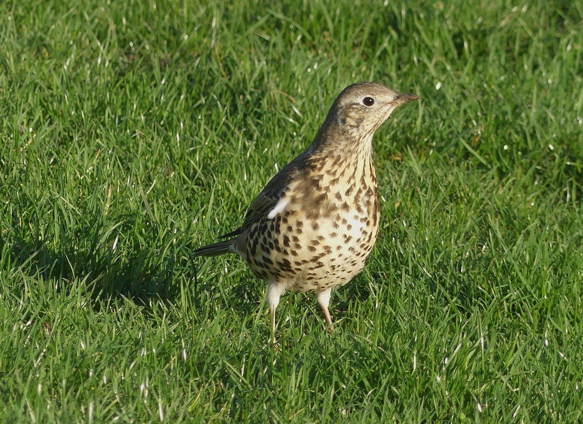 drozd brávník - ML646068479