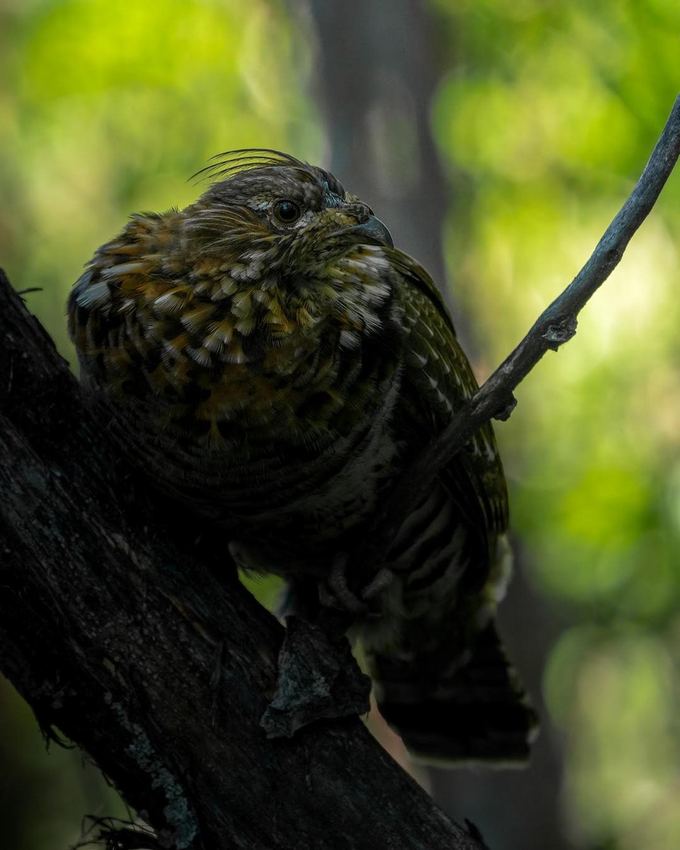 jeřábek kanadský - ML646068487