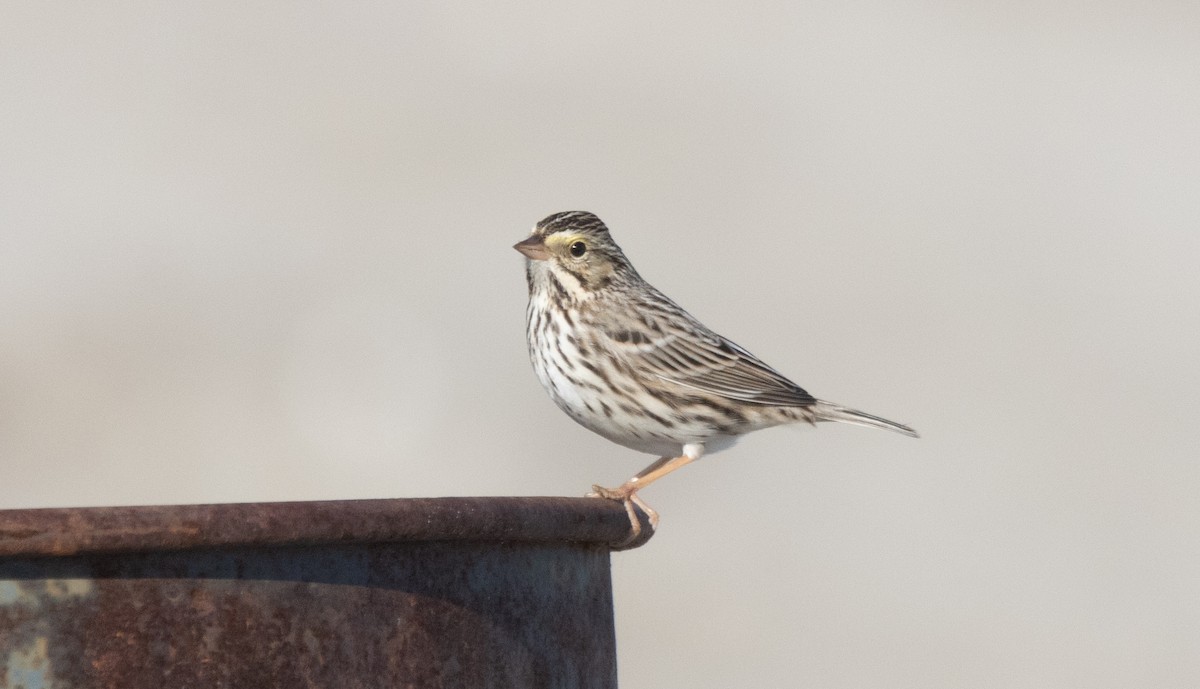 Savannah Sparrow - ML646068491