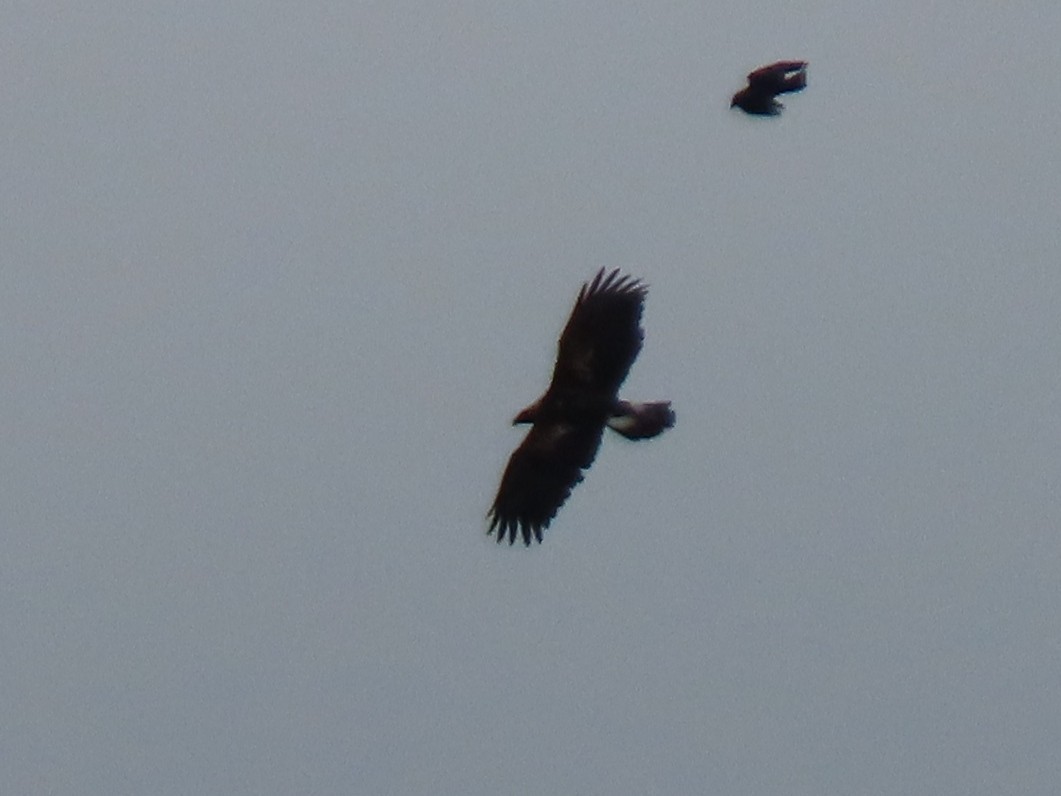 orel skalní - ML646068495