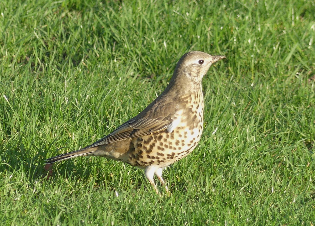 drozd brávník - ML646068502