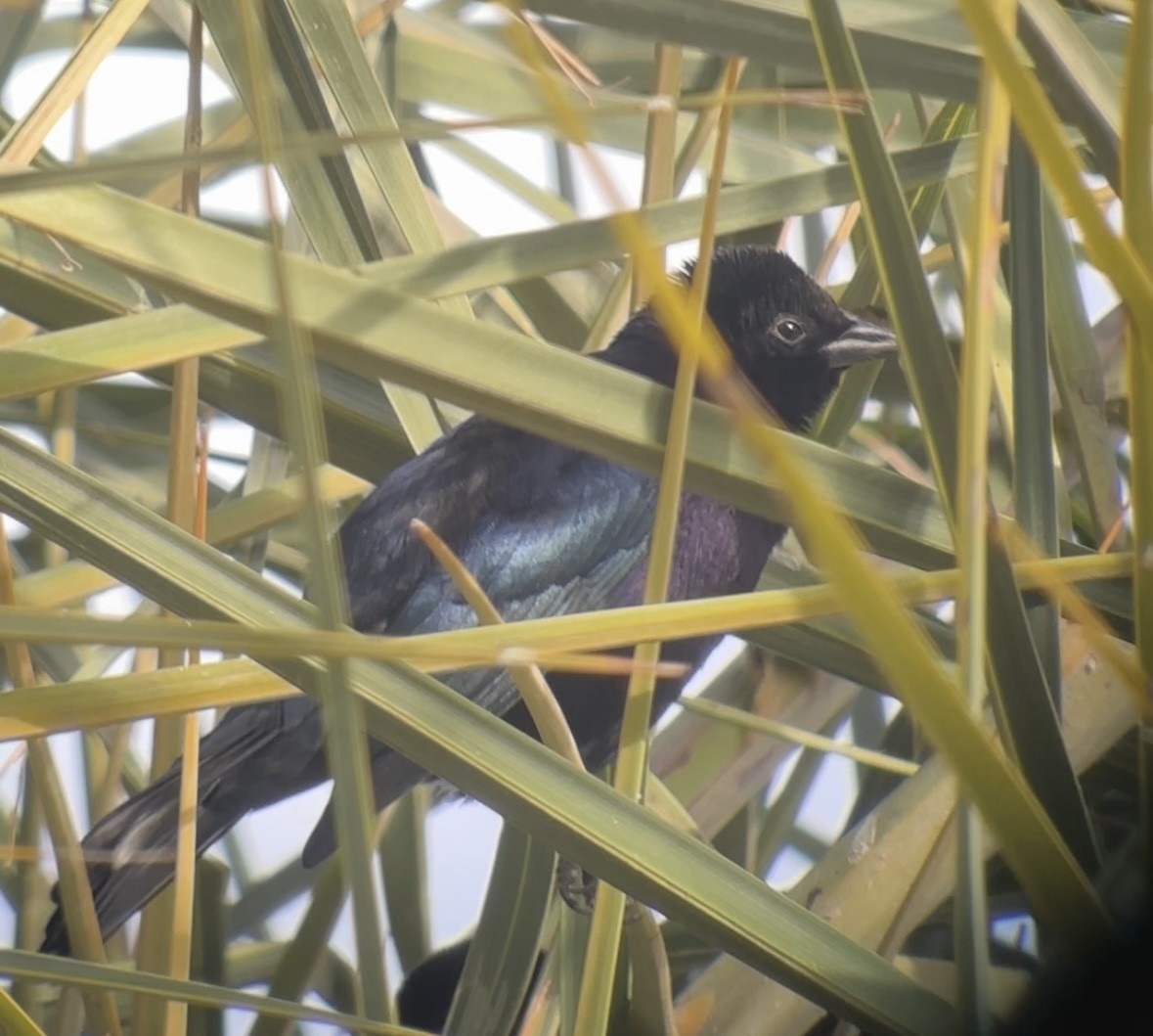 Shiny Cowbird - ML646068504