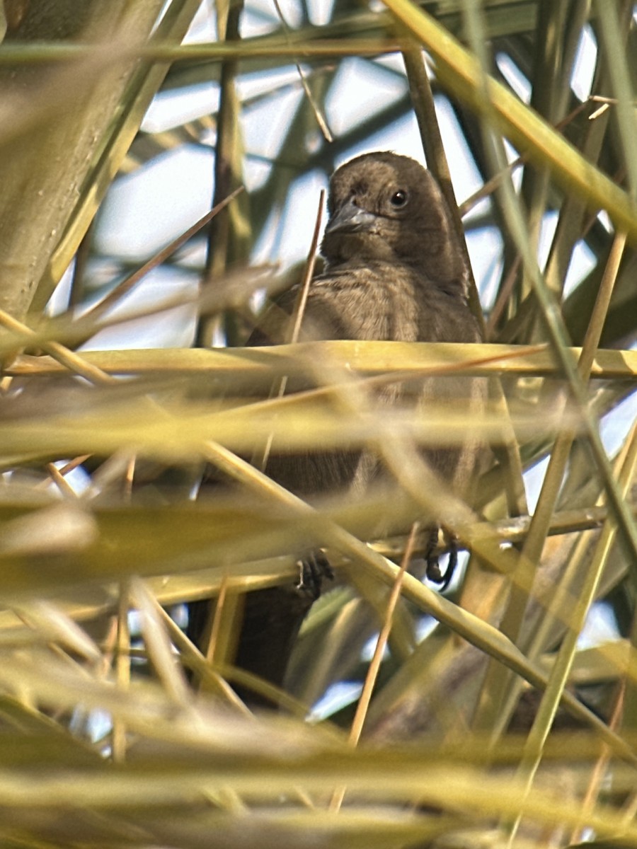 Shiny Cowbird - ML646068506