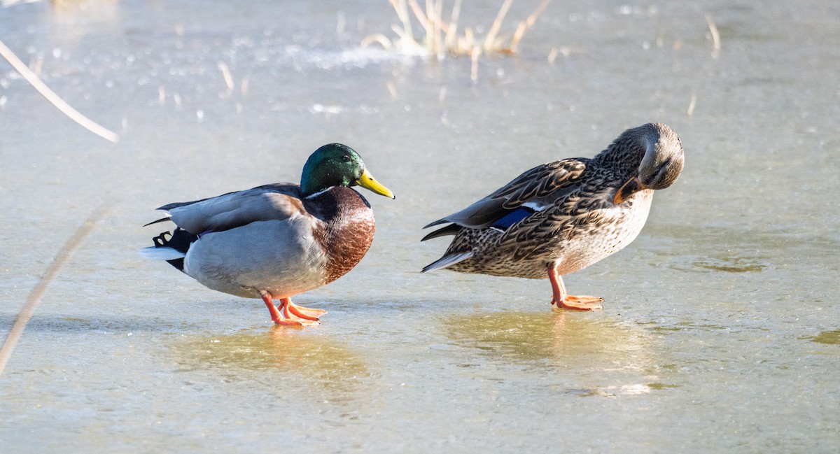 Mallard - ML646068508