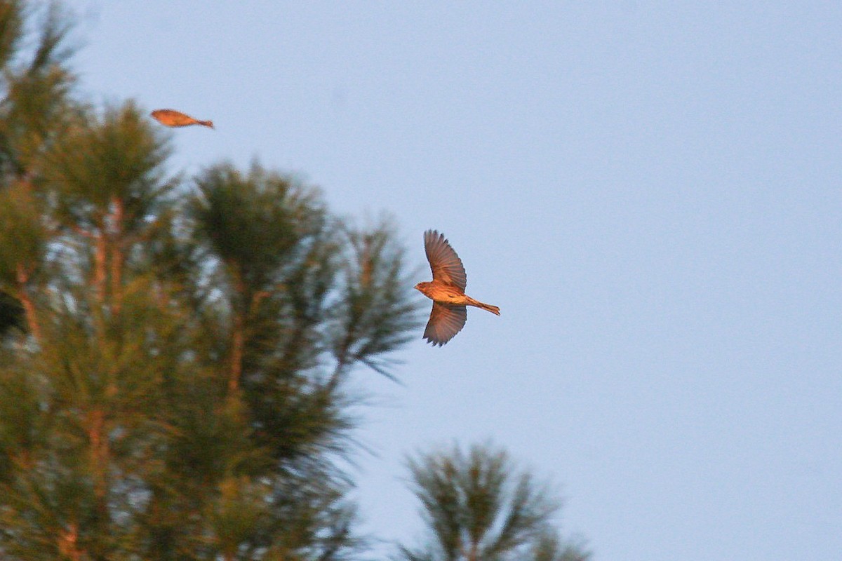 Corn Bunting - ML646068511