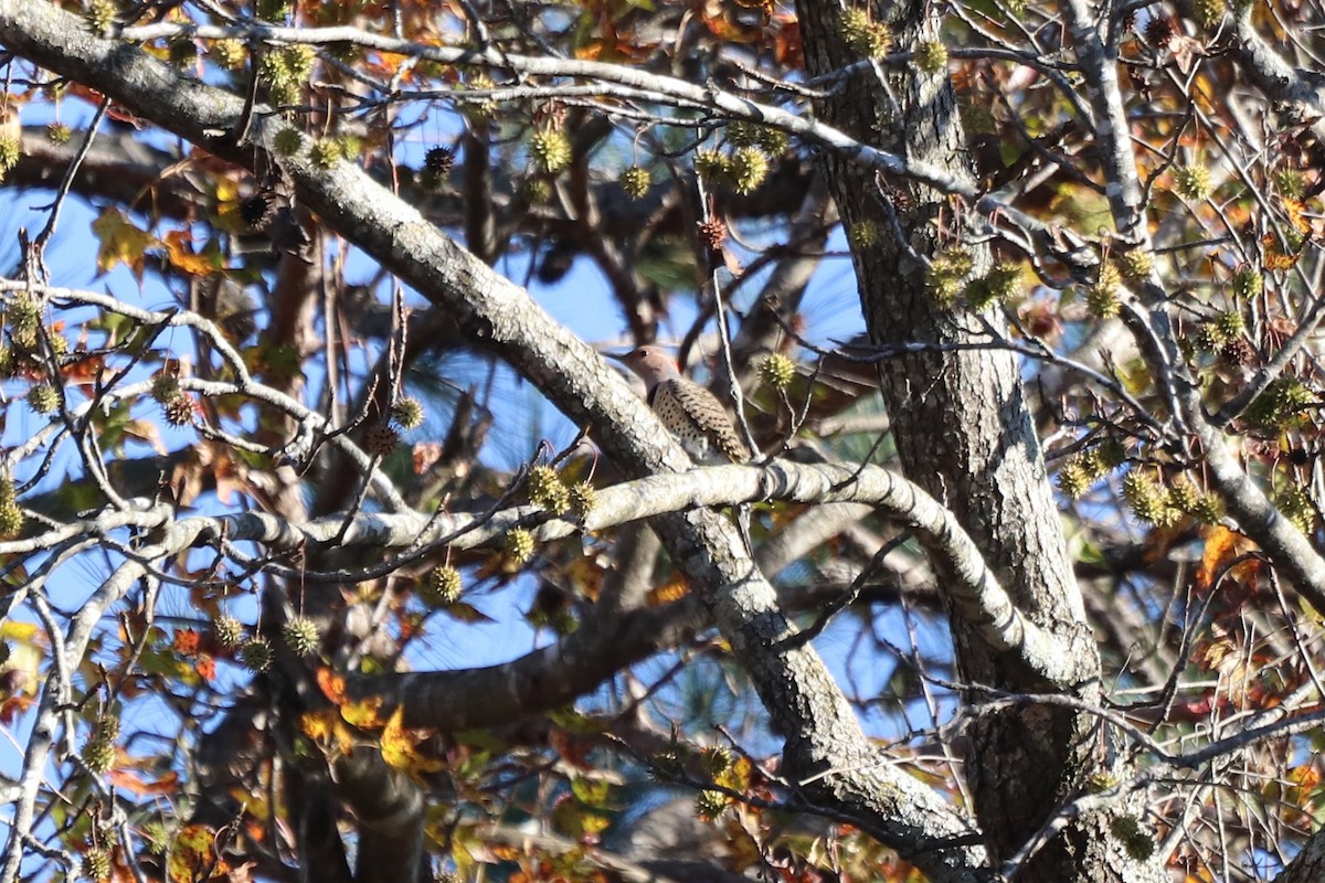 Northern Flicker - ML646068513