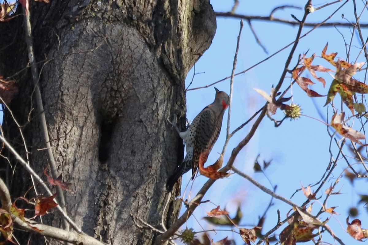 Northern Flicker - ML646068514
