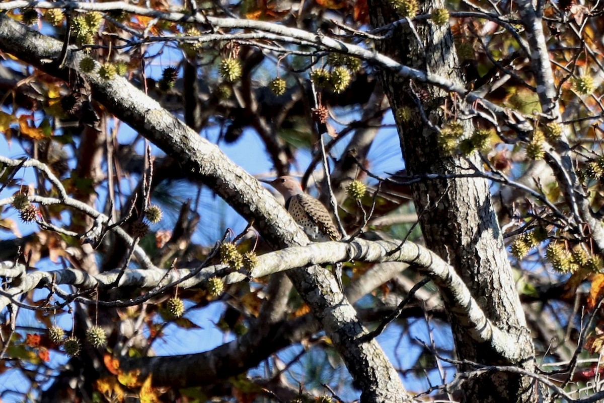 Northern Flicker - ML646068515