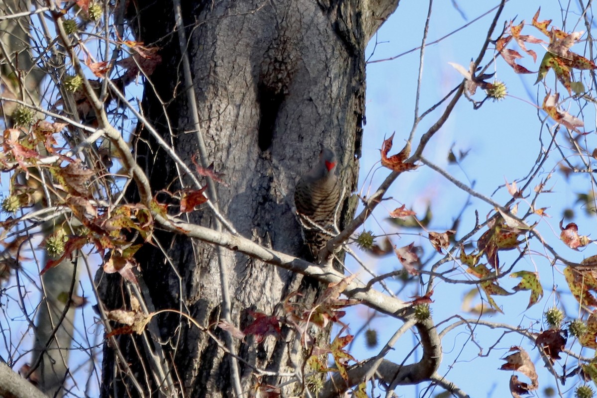 Northern Flicker - ML646068516