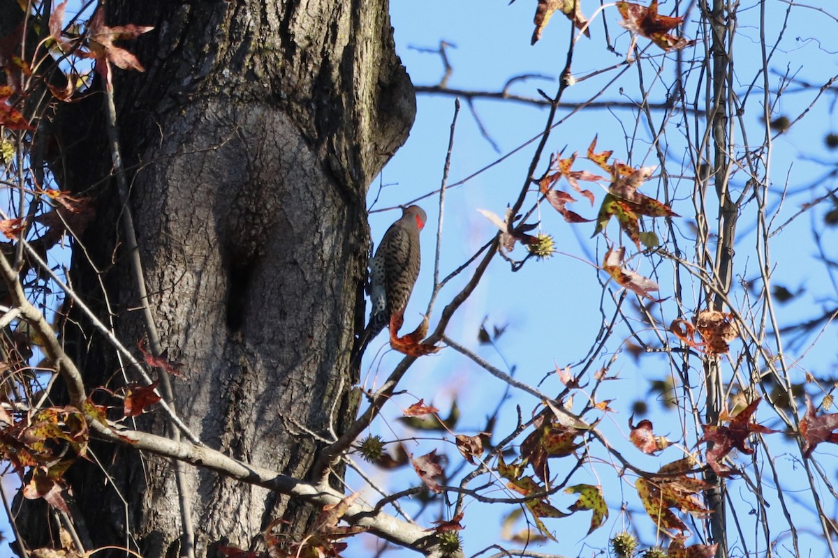 Northern Flicker - ML646068517
