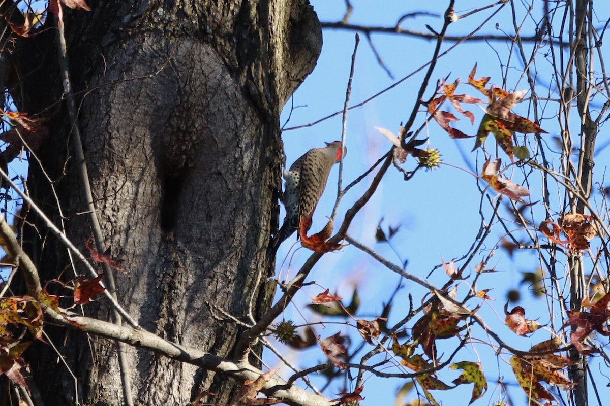 Northern Flicker - ML646068518