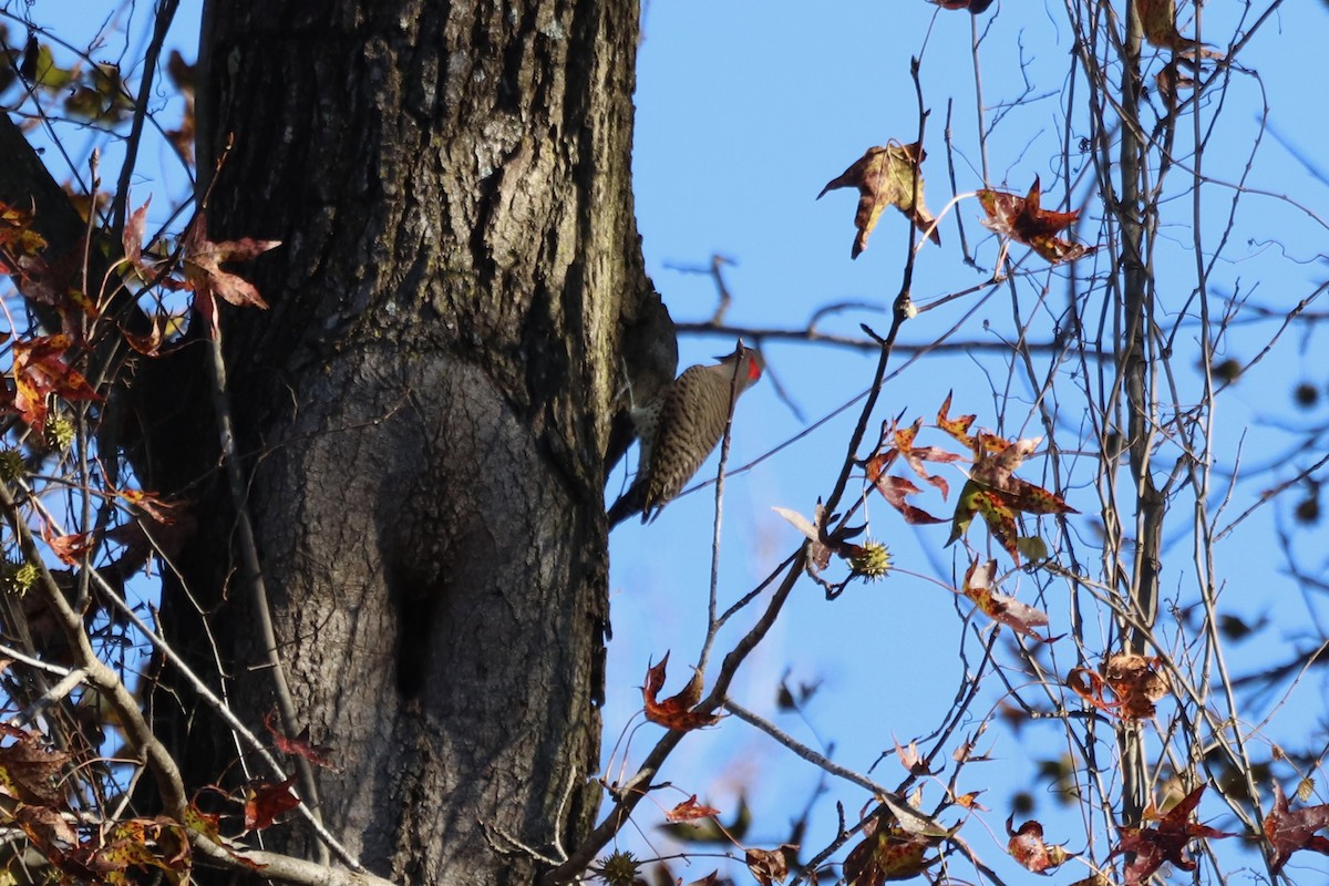 Northern Flicker - ML646068519