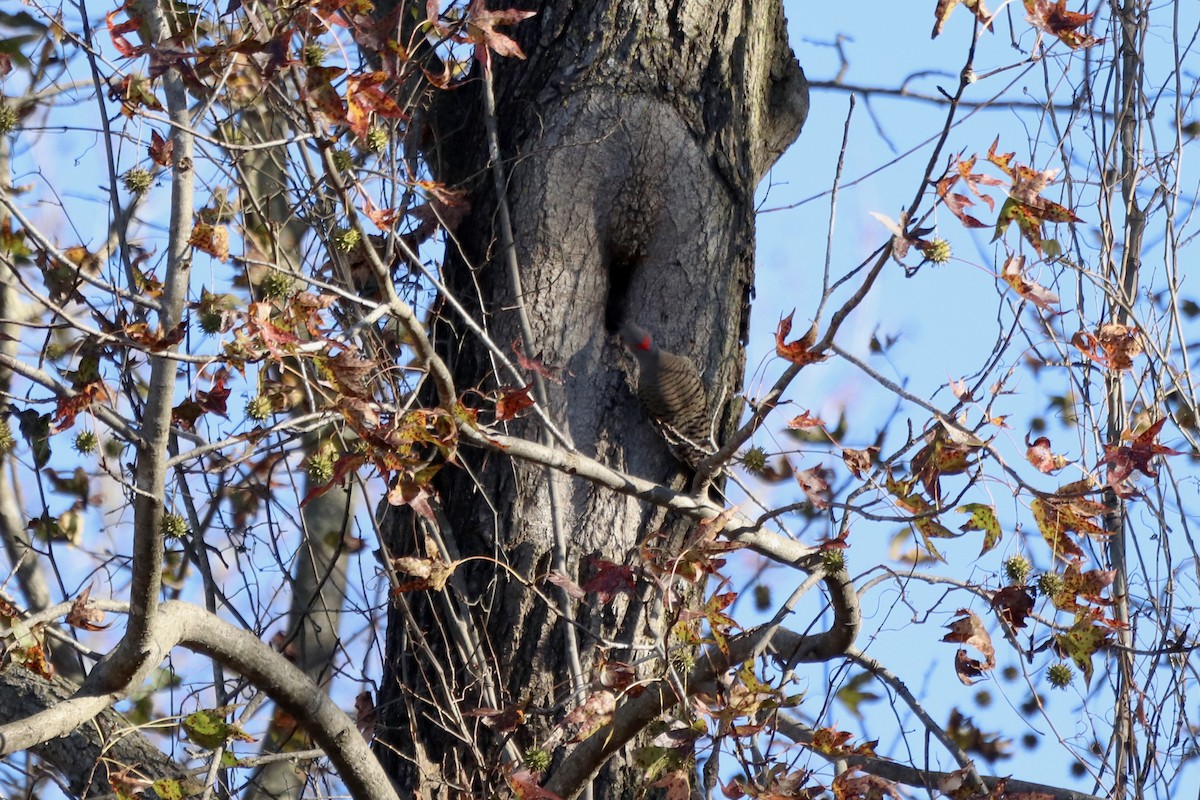 Northern Flicker - ML646068520