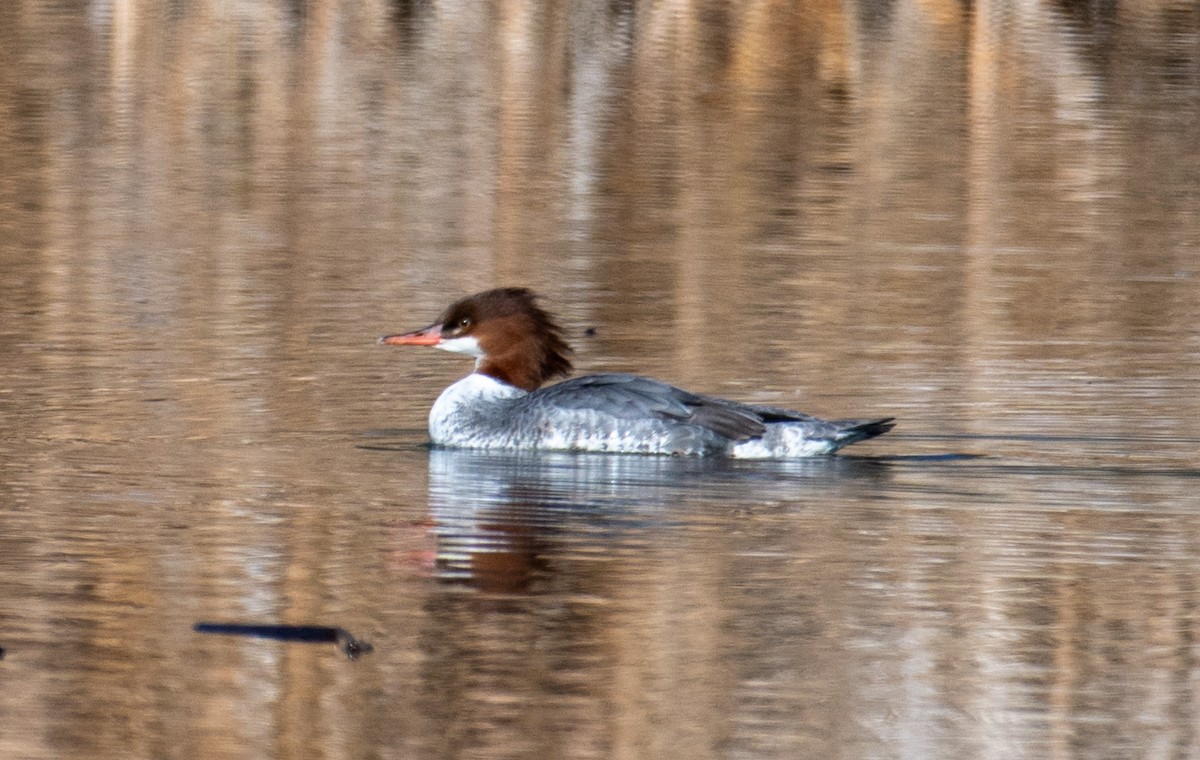 Common Merganser - ML646068521