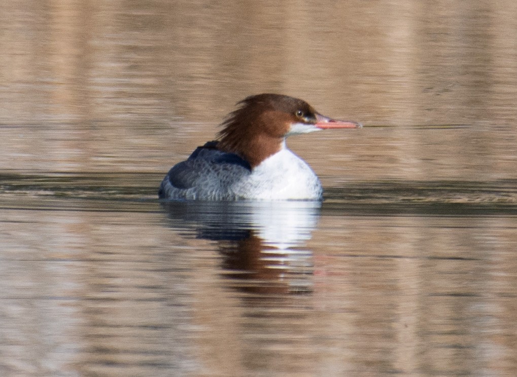 Common Merganser - ML646068522