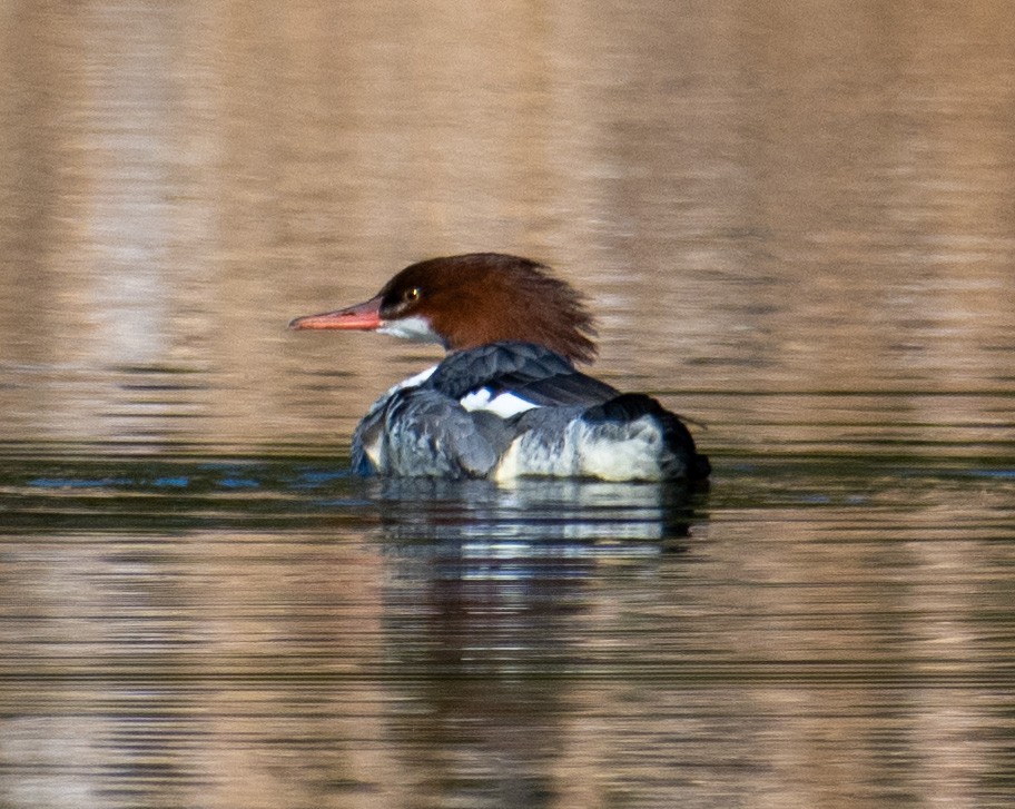 Common Merganser - ML646068523