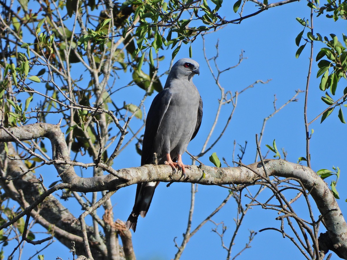 Plumbeous Kite - ML646068524