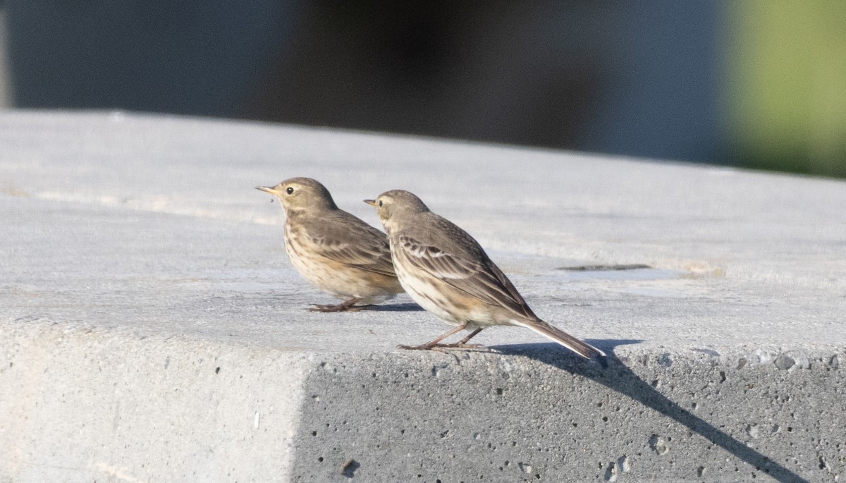 American Pipit - ML646068525